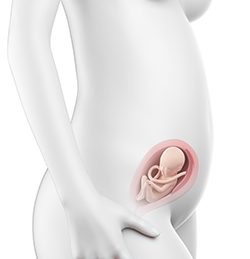 22η Εβδομάδα Κύησης (148η έως 154η Ημέρα)