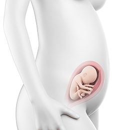 25η Εβδομάδα Κύησης (163η έως 175η Ημέρα)