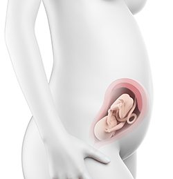 26η Εβδομάδα Κύησης (176η έως 182η Ημέρα)