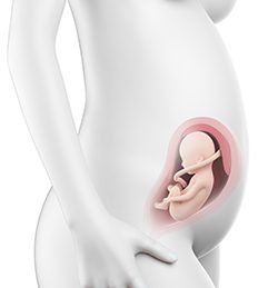 27η Εβδομάδα Κύησης (183η έως 189η Ημέρα)