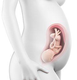 31η Εβδομάδα Κύησης (211η έως 217η Ημέρα)