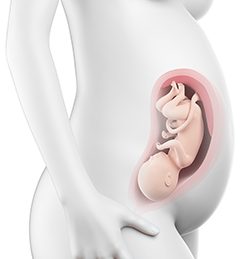 32η Εβδομάδα Κύησης (218η έως 224η Ημέρα)