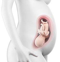 33η Εβδομάδα Κύησης (225η έως 231η Ημέρα)