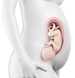 34η Εβδομάδα Κύησης (232η έως 238η Ημέρα)