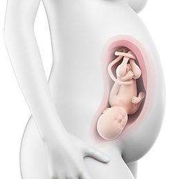 35η Εβδομάδα Κύησης (239η έως 245η Ημέρα)