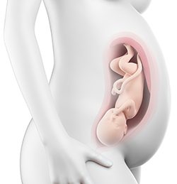 36η Εβδομάδα Κύησης (246η έως 252η Ημέρα)