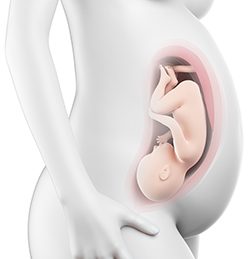 37η Εβδομάδα Κύησης (253η έως 259η Ημέρα)