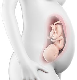 38η Εβδομάδα Κύησης (260η έως 266η Ημέρα)