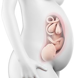 39η Εβδομάδα Κύησης (267η έως 273η Ημέρα)