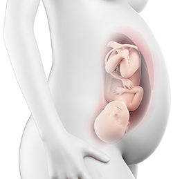 40η Εβδομάδα Κύησης (274η έως 280η Ημέρα)