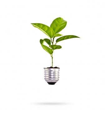 Eco concept: green tree growing out of a bulb.